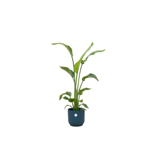 Combi deal - Strelitzia Nicolai Ø22 - 120 cm