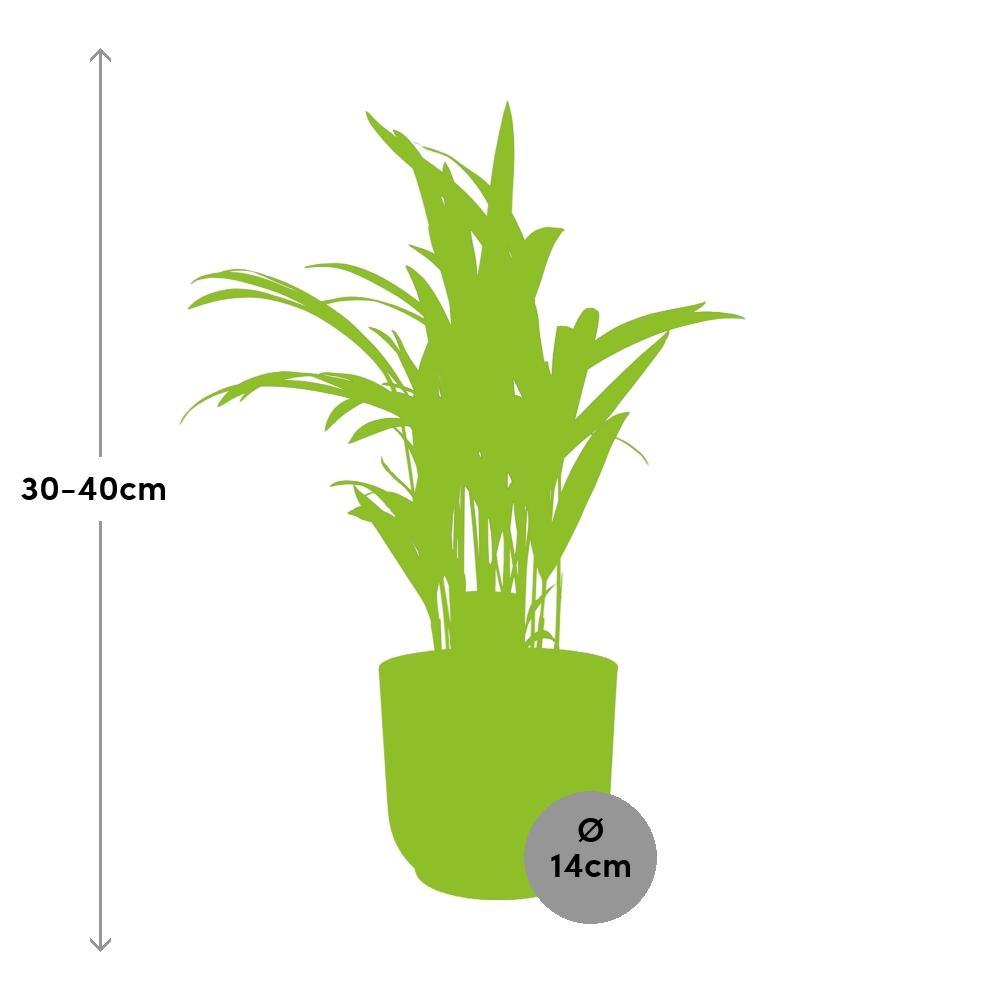 Dypsis Lutescens (Areca) 14cm
