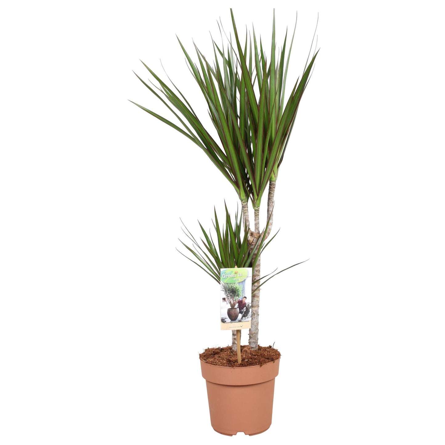 Dracaena Marginata 30-15 - Height 75-85 - Ø17cm - ↕75cm