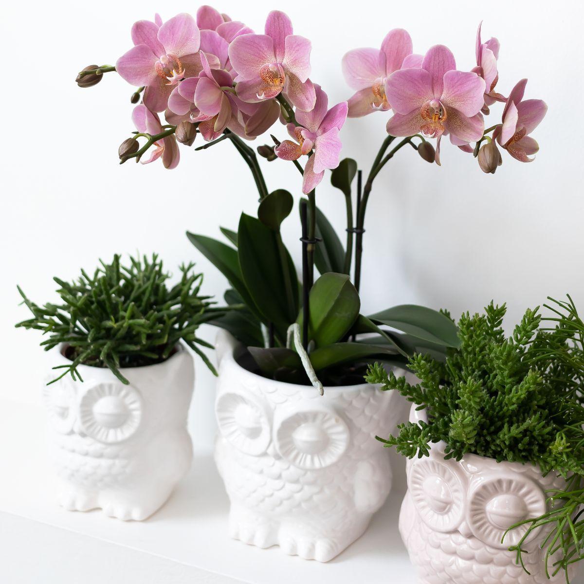 Plantset Uggla dekorativ kruka vit