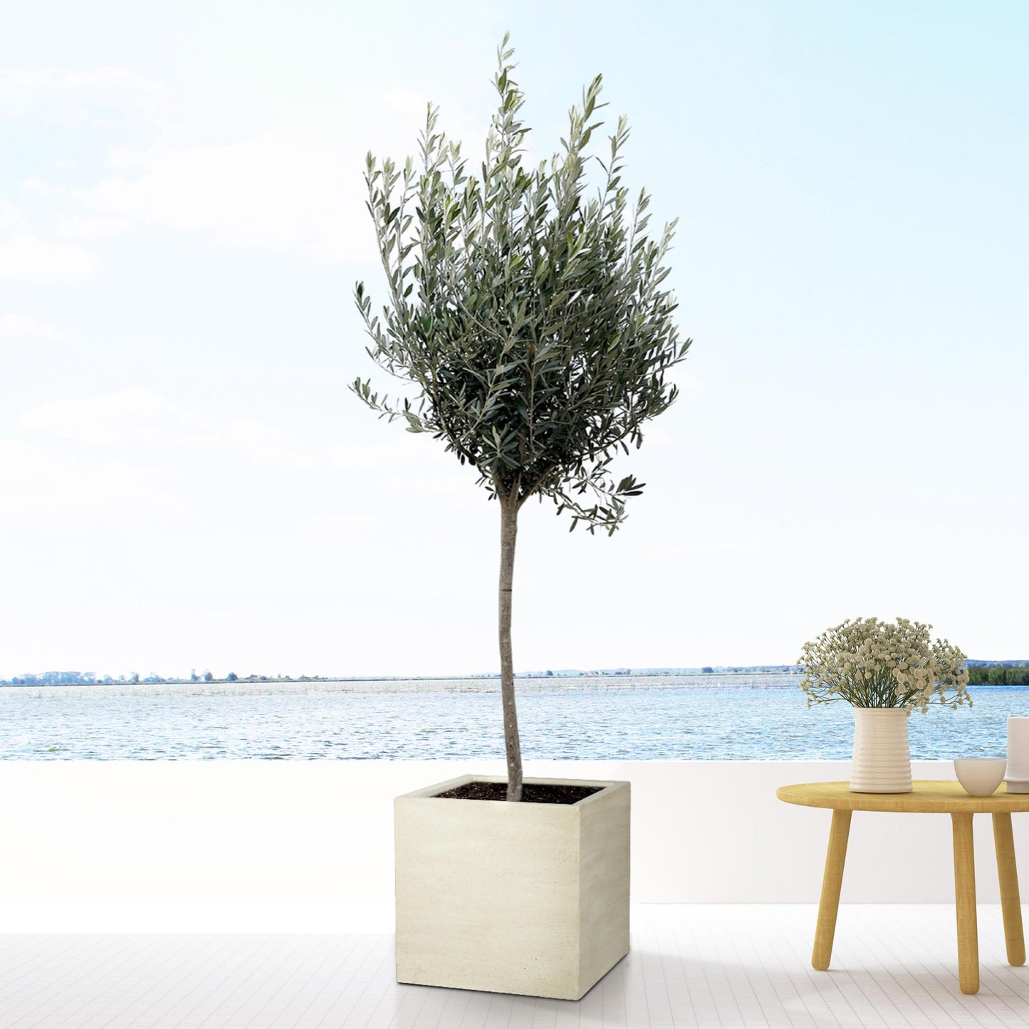 Olea Europaea on stem - 160cm - Ø24