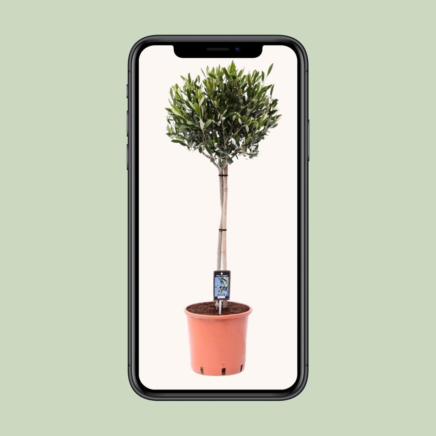 Olea Olive - Ø22cm - ↕90cm