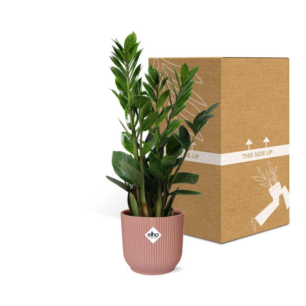 Zamioculcas – 45-50cm