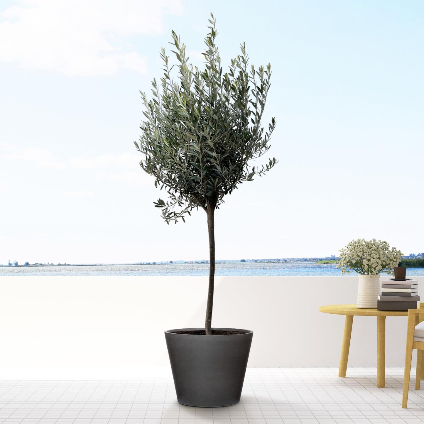 Olea Europaea on stem - 160cm - Ø24