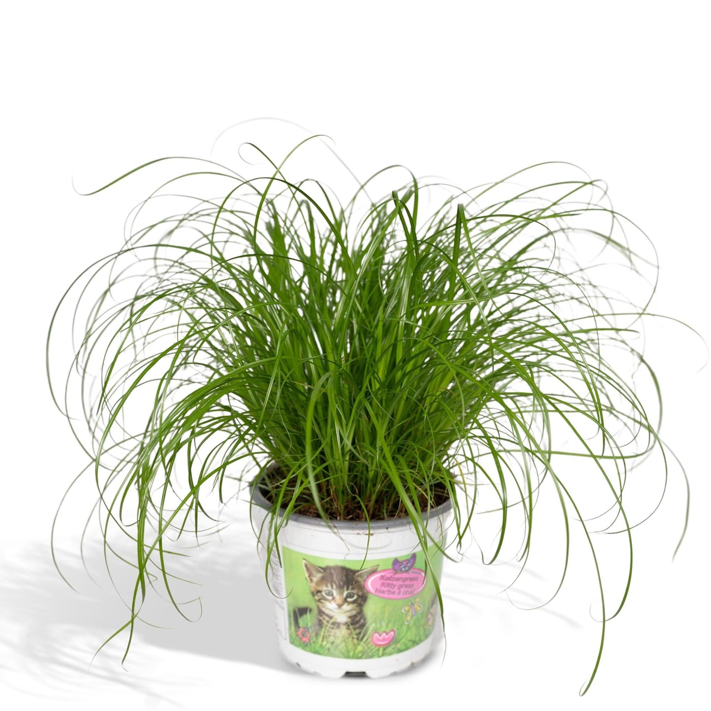 Cyperus Alternifolius - Kattegræs - 20cm - Ø12
