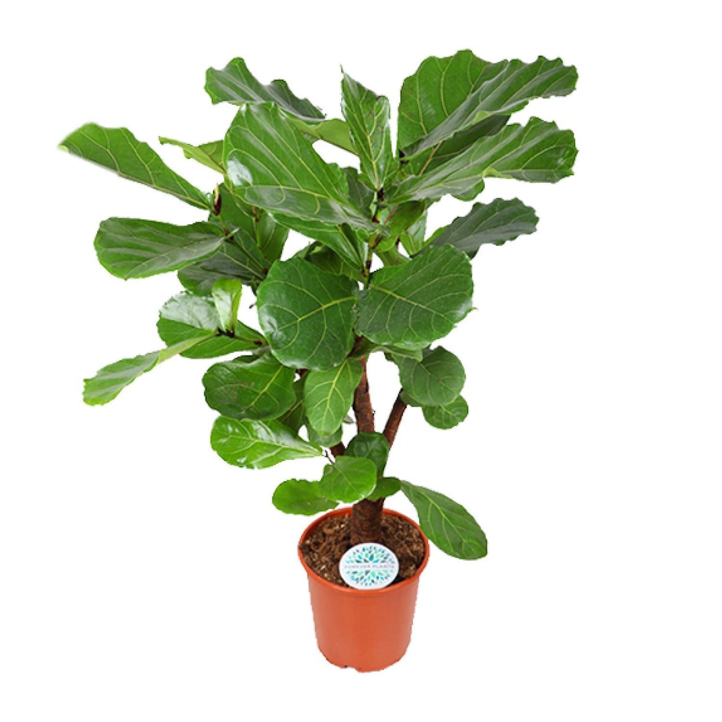 Ficus Lyrata - Ø24cm - ↕125cm