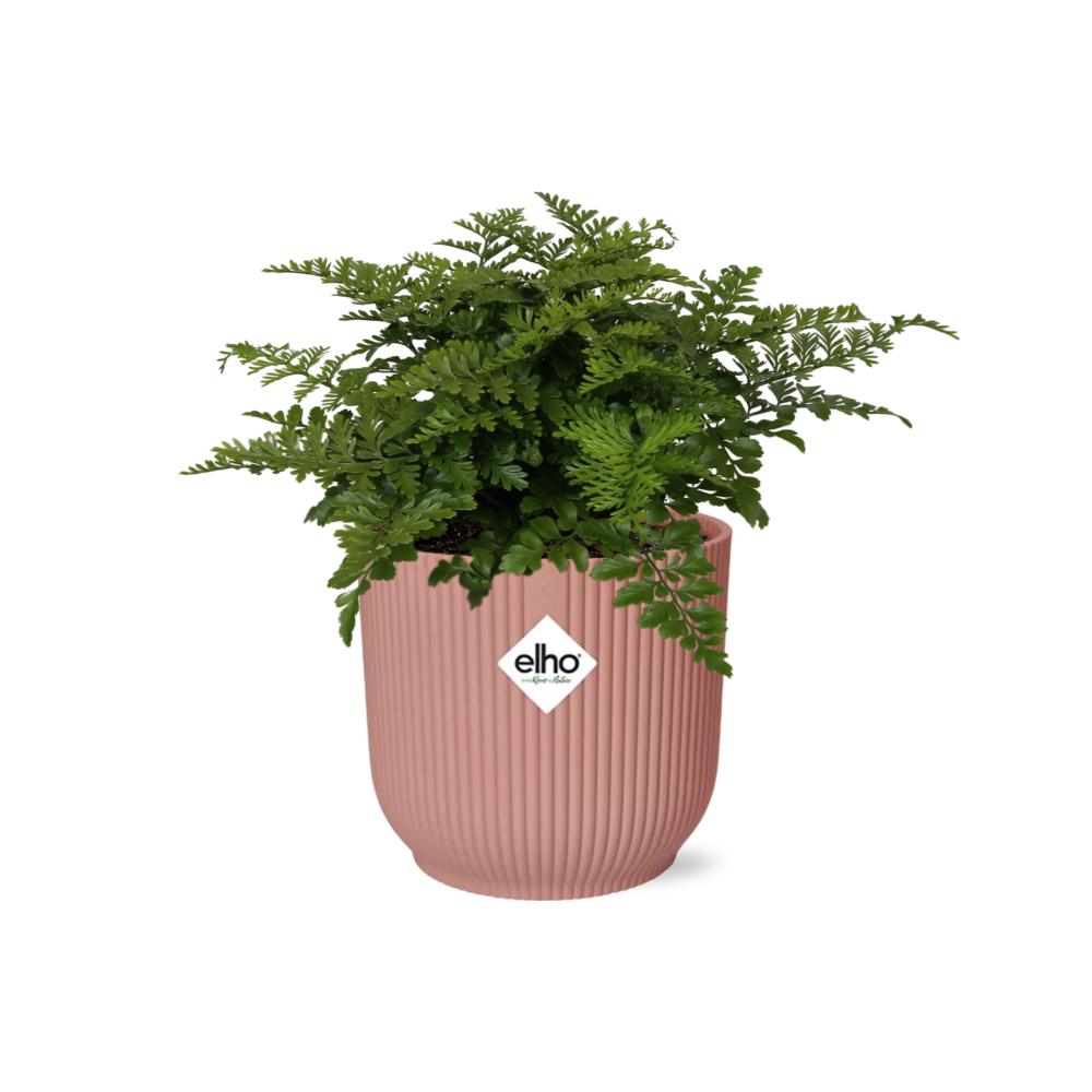Asplenium Parvati Plante | Asplenium Parvati | Plantepragt