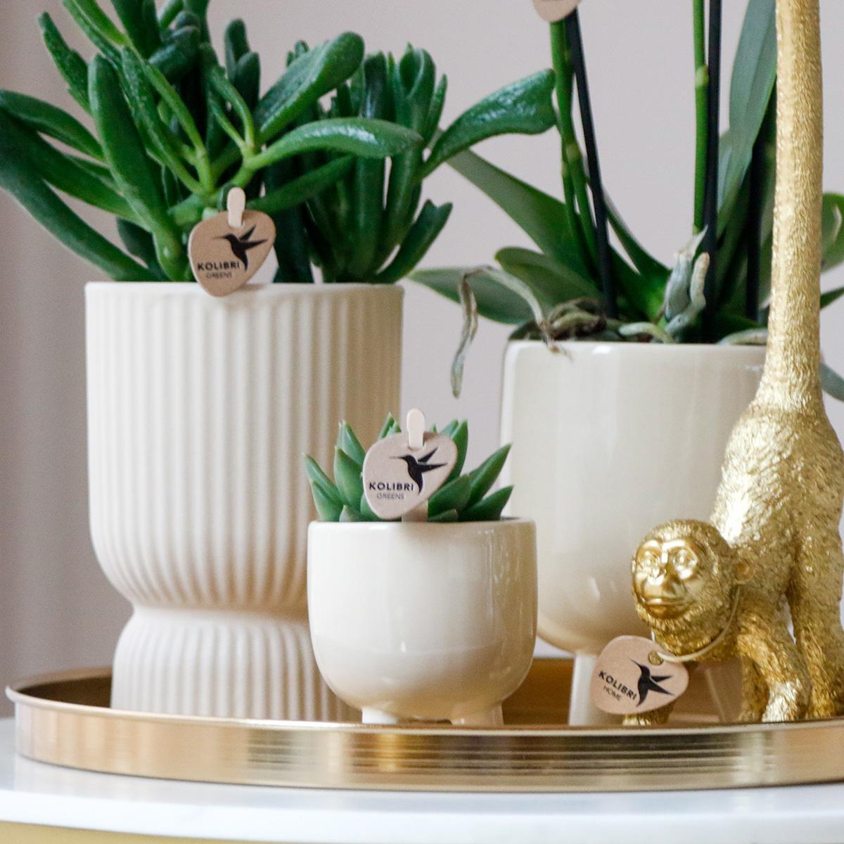 Gift box Luxury Living