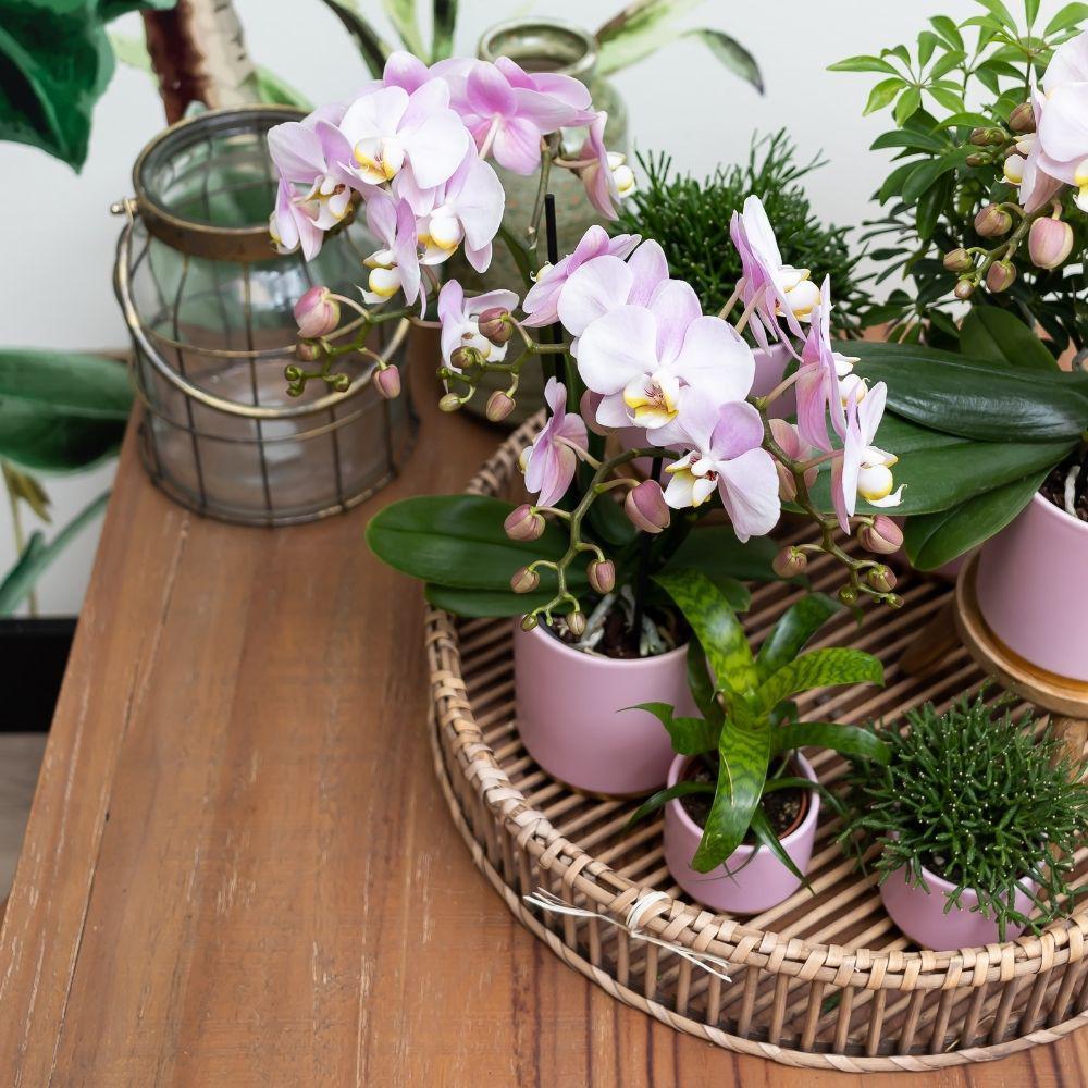 Complete plant set Gold foot pink