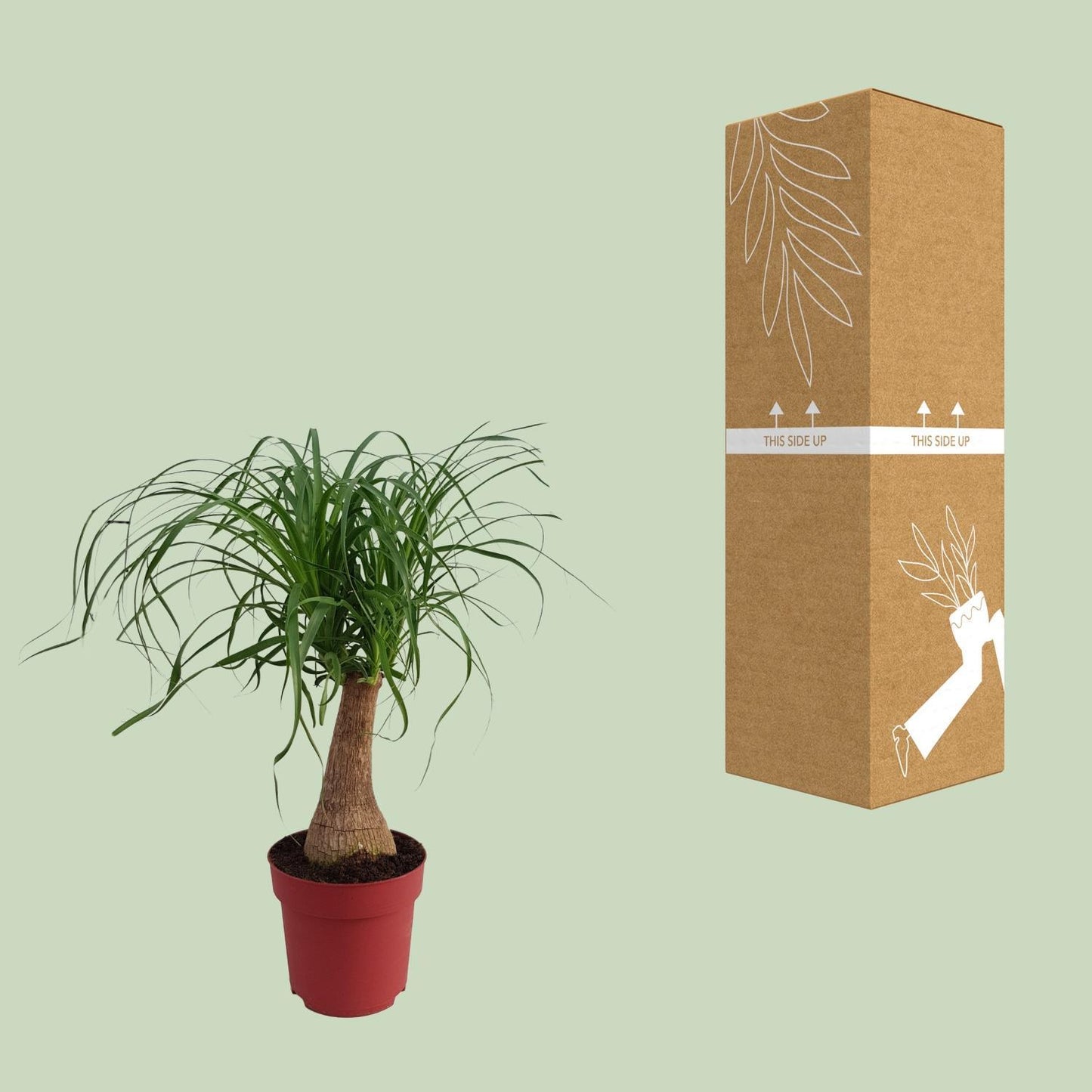 Beaucarnea "Maya Palm" Strain P19 - Ø19cm - ↕70cm