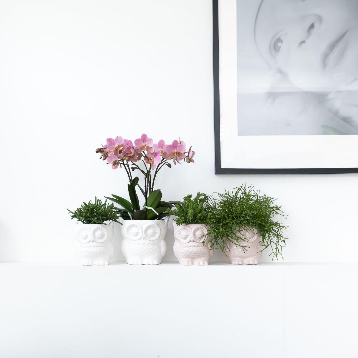 Plantset Uggla dekorativ kruka vit
