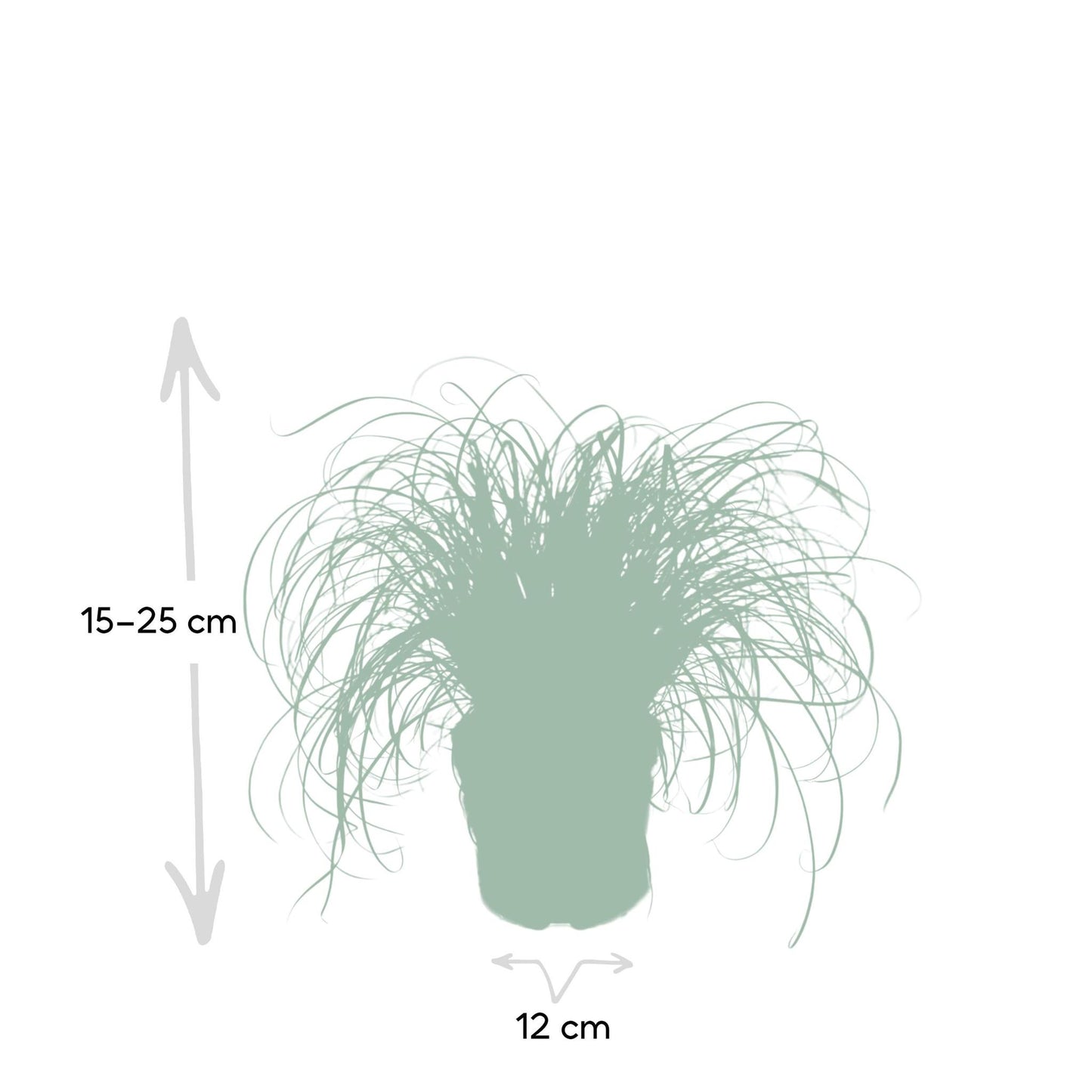 Cyperus Alternifolius - Kattegræs - 20cm - Ø12
