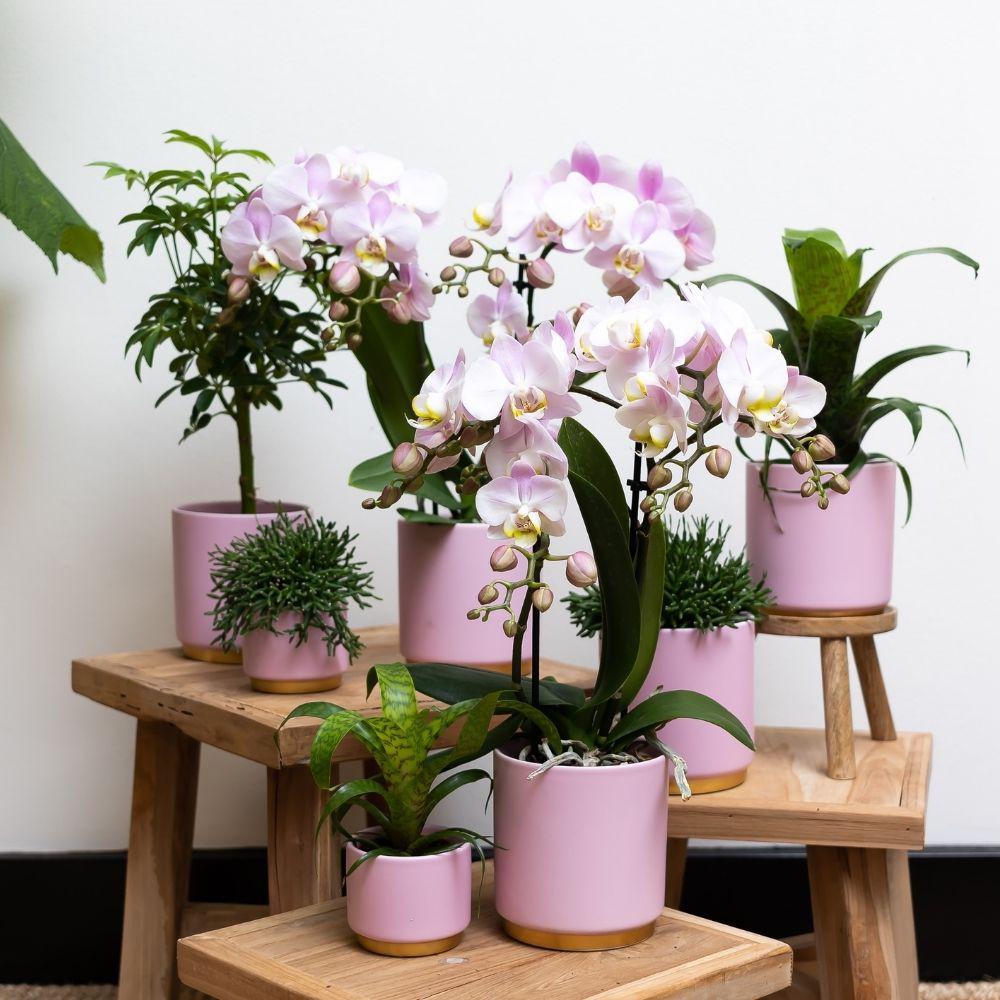 Complete plant set Gold foot pink