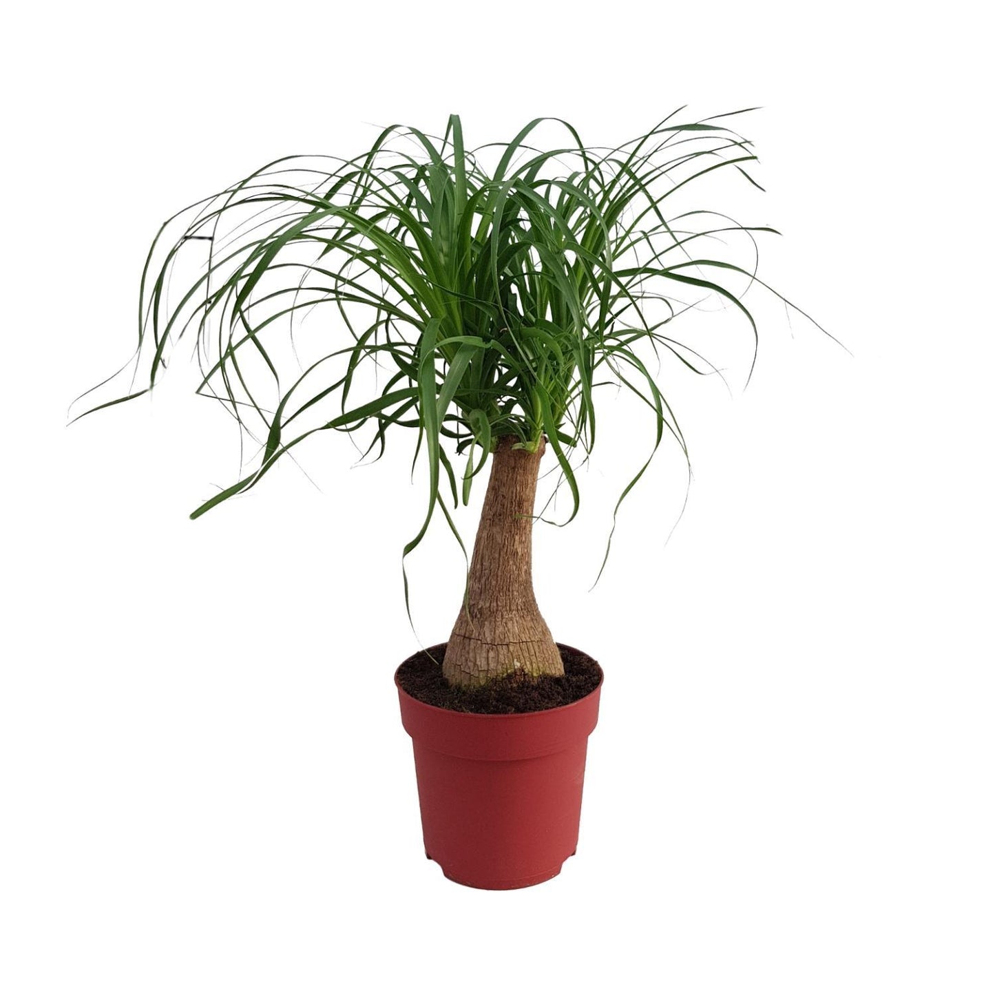 Beaucarnea "Maya Palm" Strain P19 - Ø19cm - ↕70cm