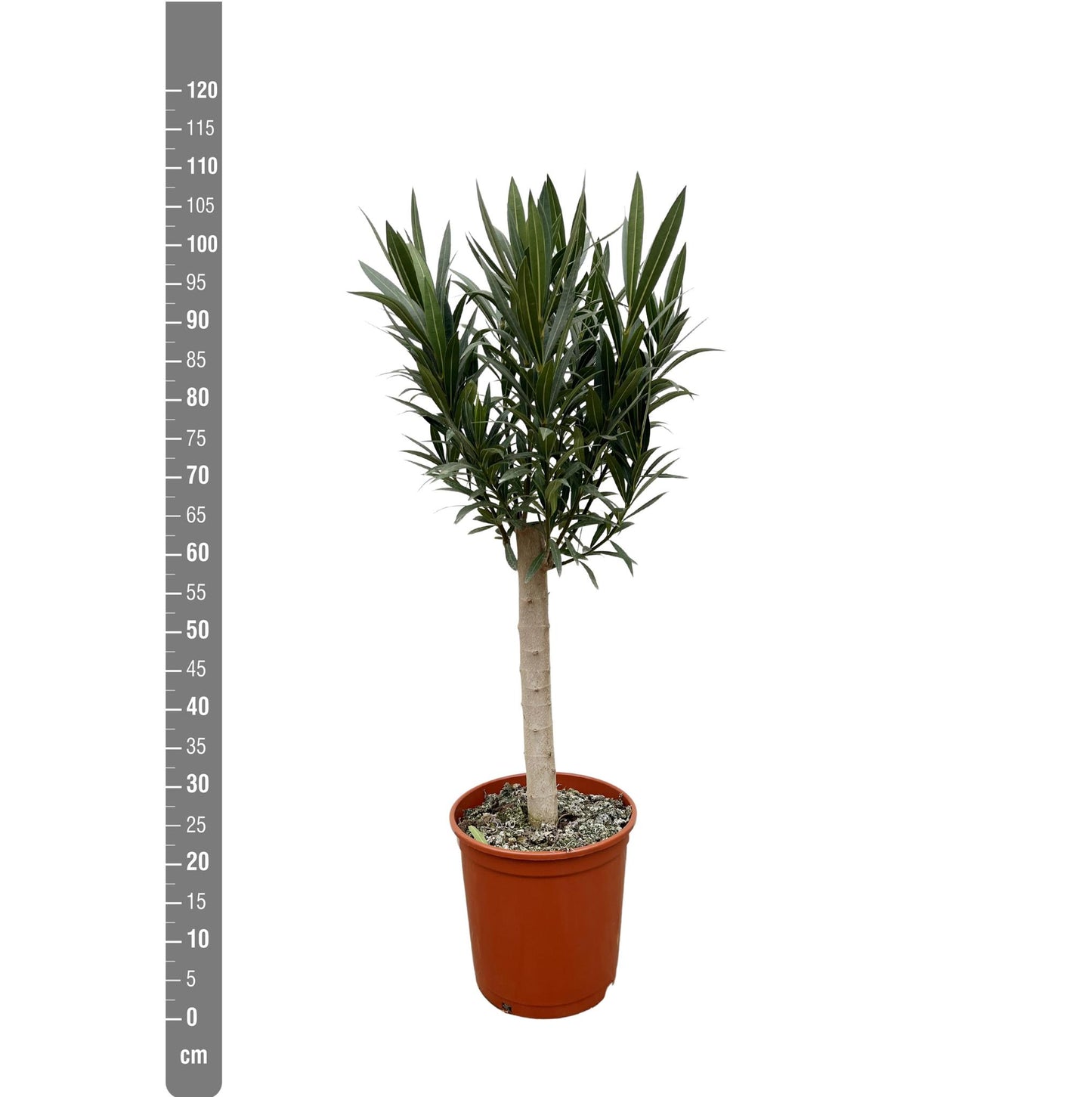 Nerium Oleander on stem with white flower - 110cm - Ø30