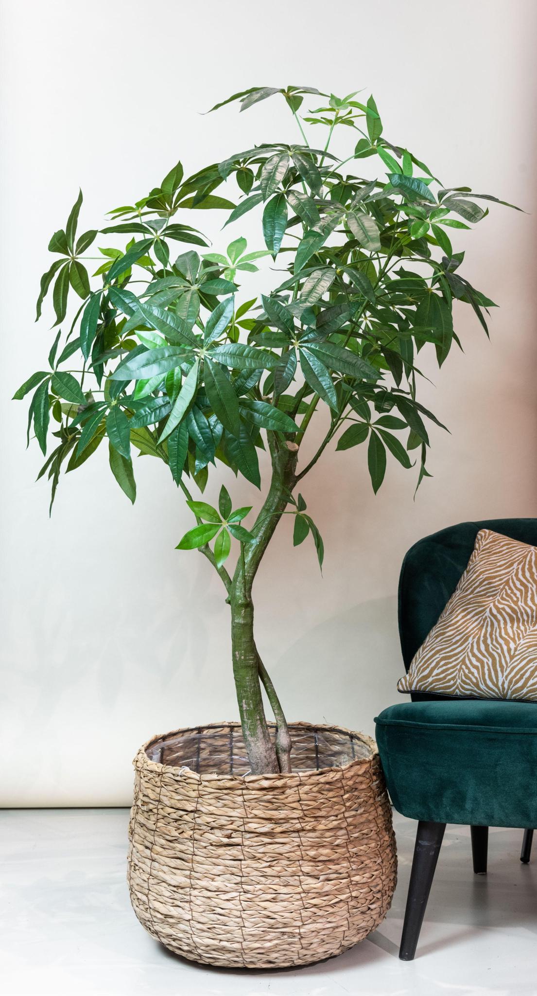 Konstgjord växt - Pachira Aquatica - Pengaträd - 150 cm