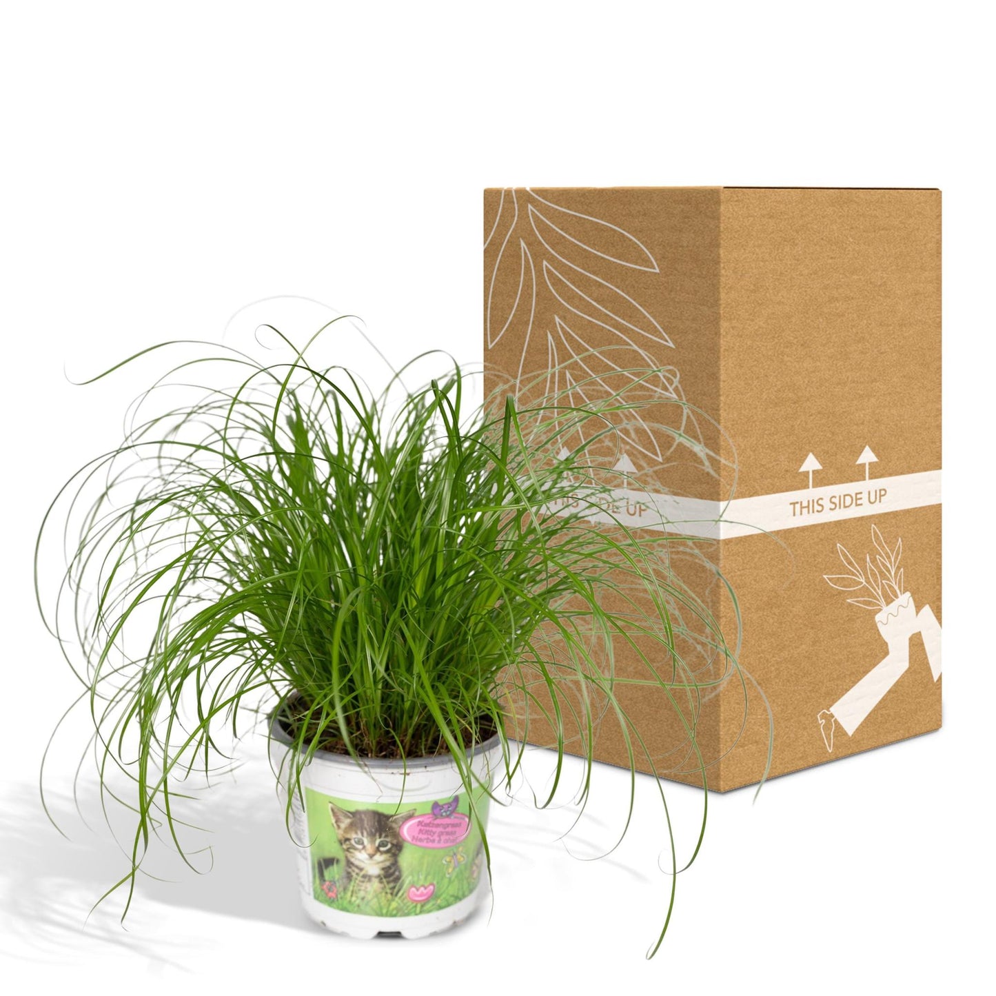 Cyperus Alternifolius - Kattegræs - 20cm - Ø12