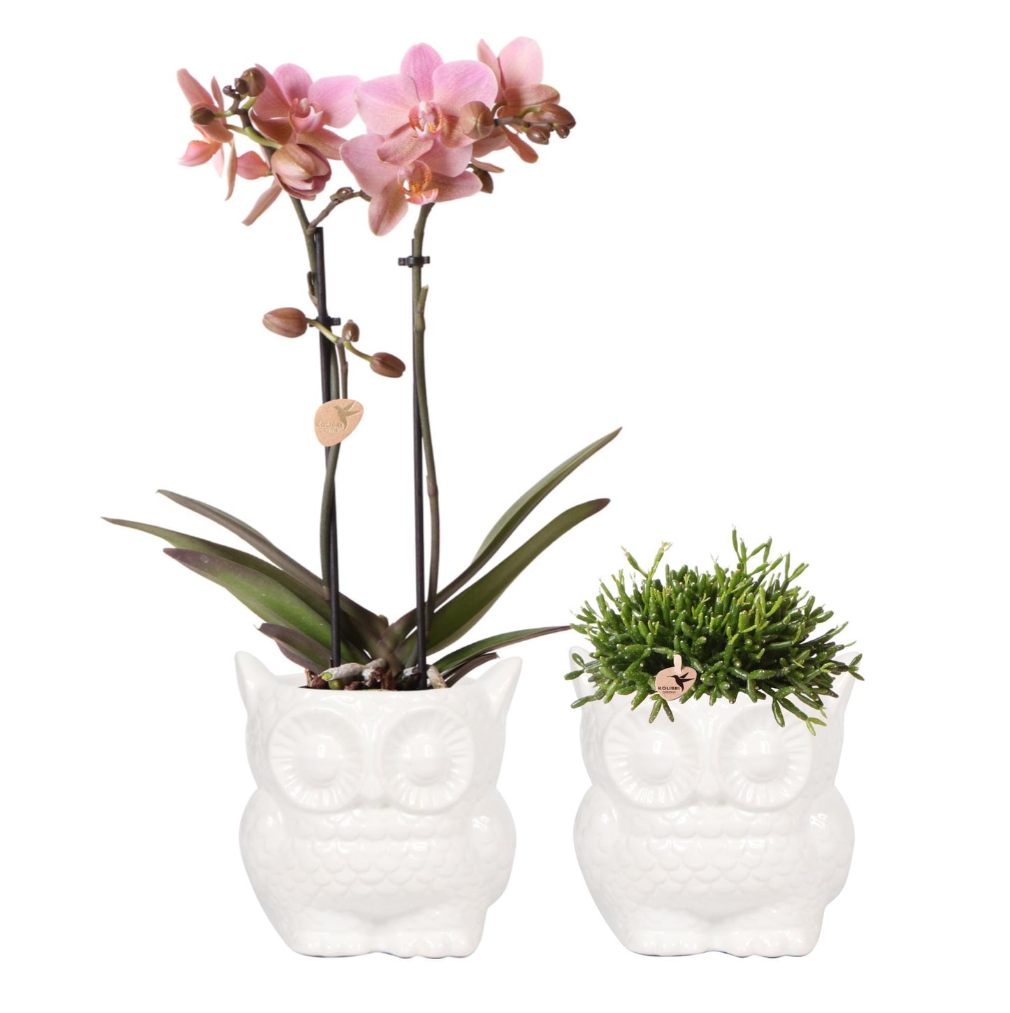 Plantset Uggla dekorativ kruka vit