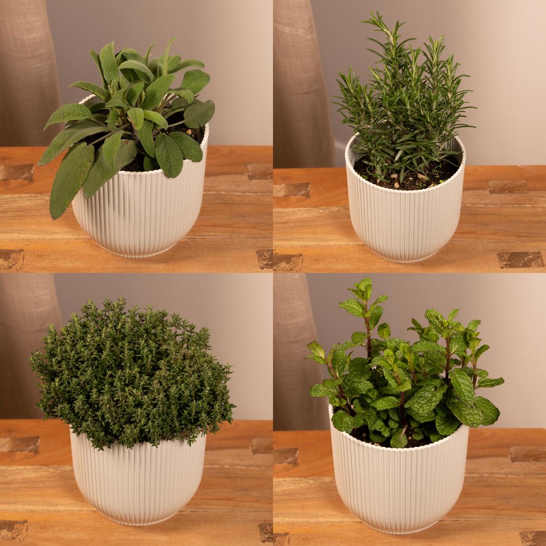 Trädgårdsörter Mix (4 st) - 18 cm - Ø14