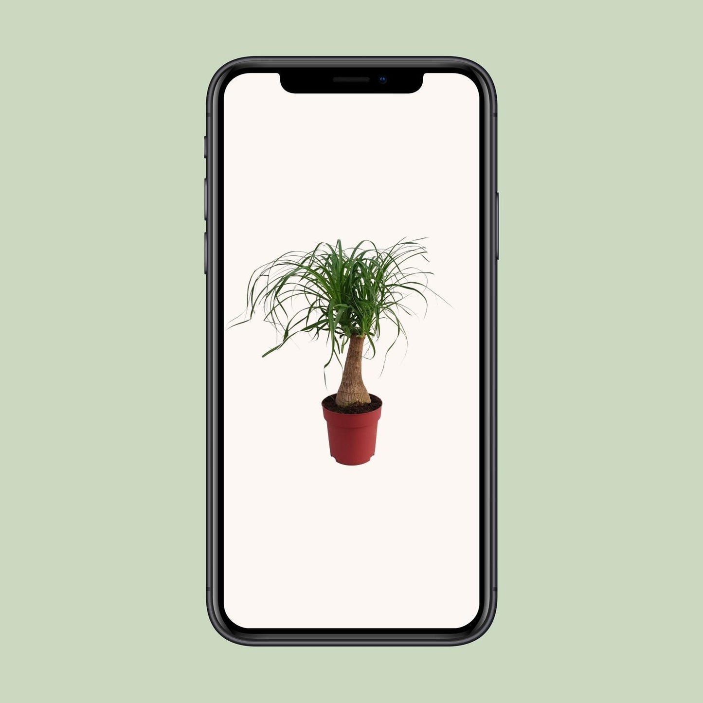 Beaucarnea "Maya Palm" Strain P19 - Ø19cm - ↕70cm