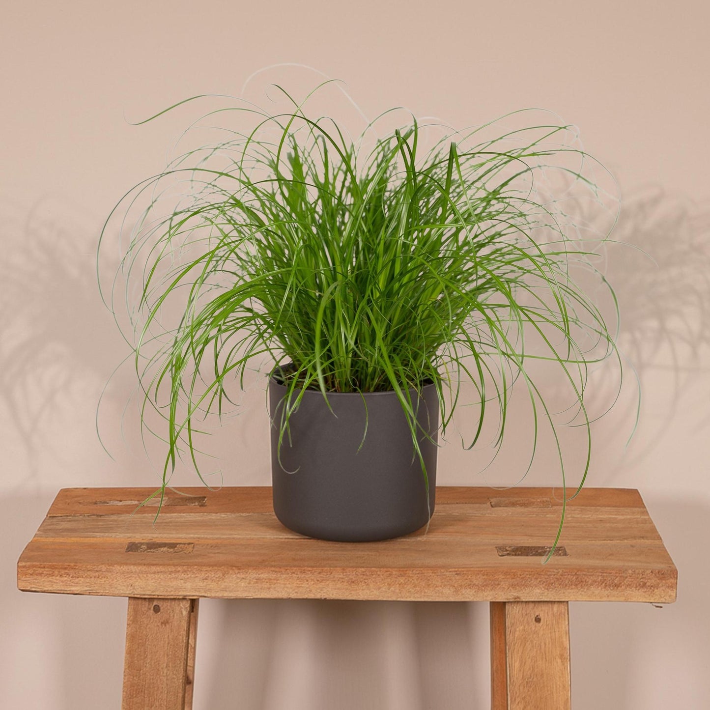 Cyperus Alternifolius - Kattegræs - 20cm - Ø12