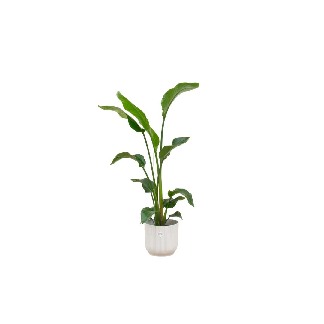 Combi deal - Strelitzia Nicolai including elho Vibes Fold Round wit Ø22 - 100 cm