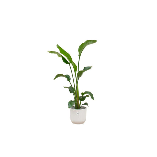 Combi deal - Strelitzia Nicolai including elho Vibes Fold Round wit Ø22 - 100 cm