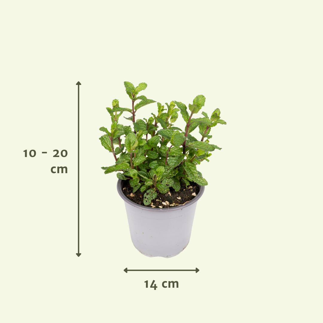 Trädgårdsörter Mix (4 st) - 18 cm - Ø14