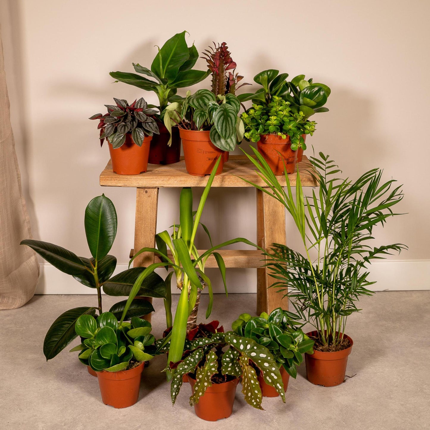 Utvalda insektsägg - Ø12 - 12x