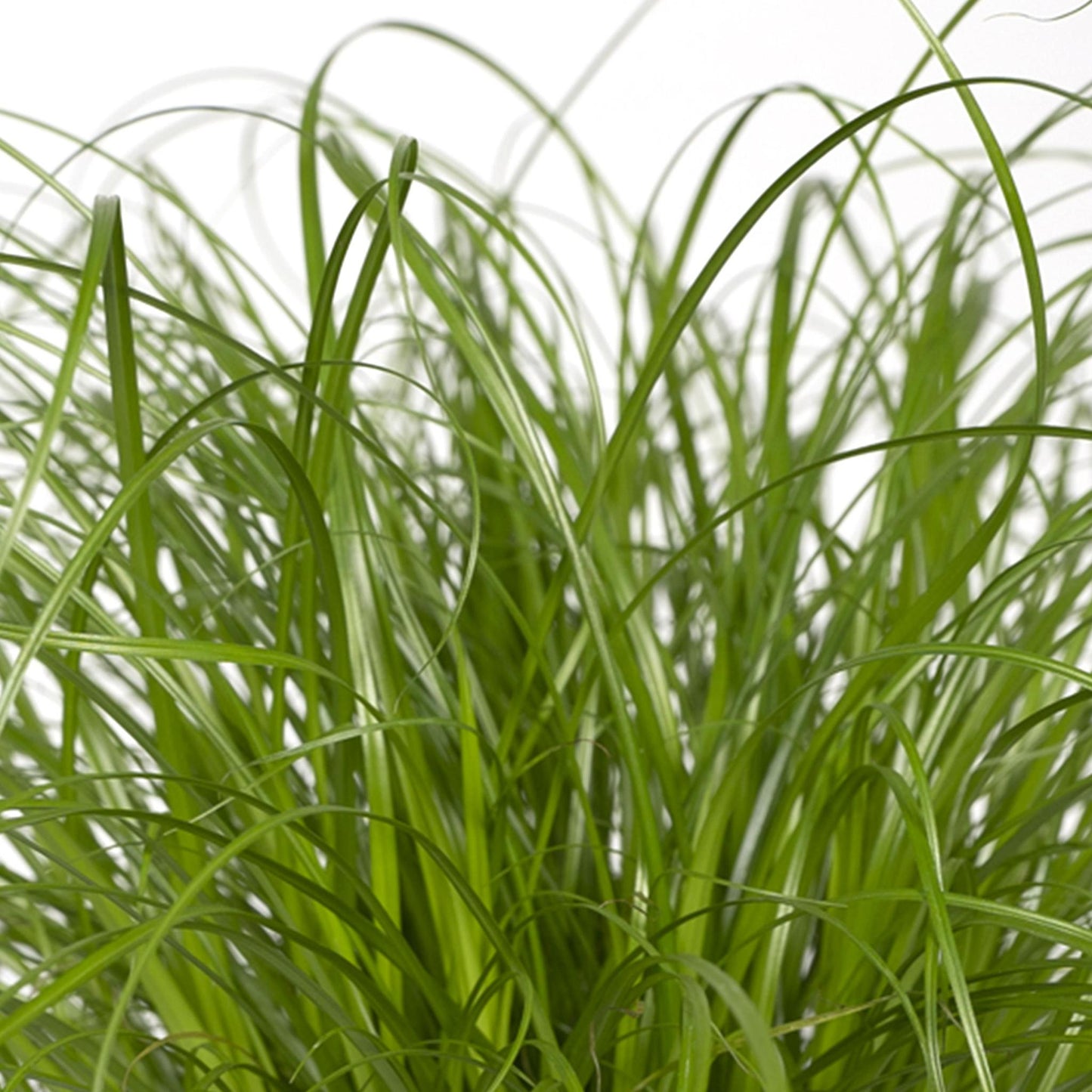 Cyperus Alternifolius - Kattegræs - 20cm - Ø12