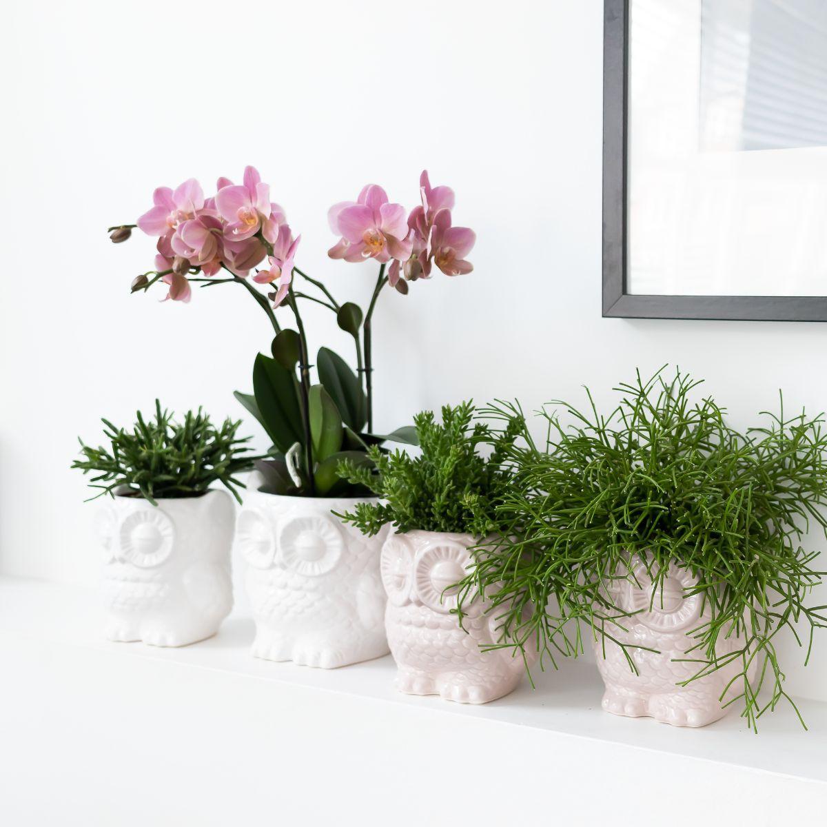 Plantset Uggla dekorativ kruka vit