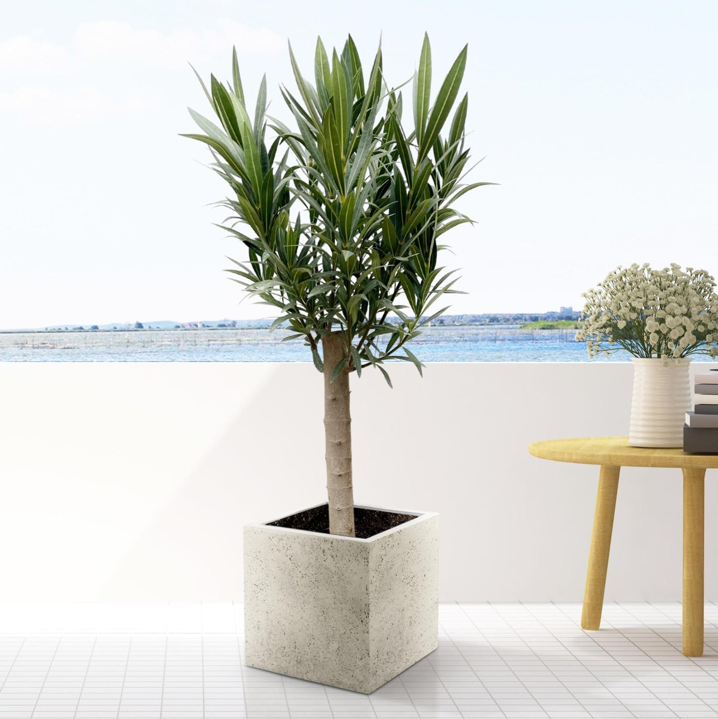 Nerium Oleander on stem with white flower - 110cm - Ø30