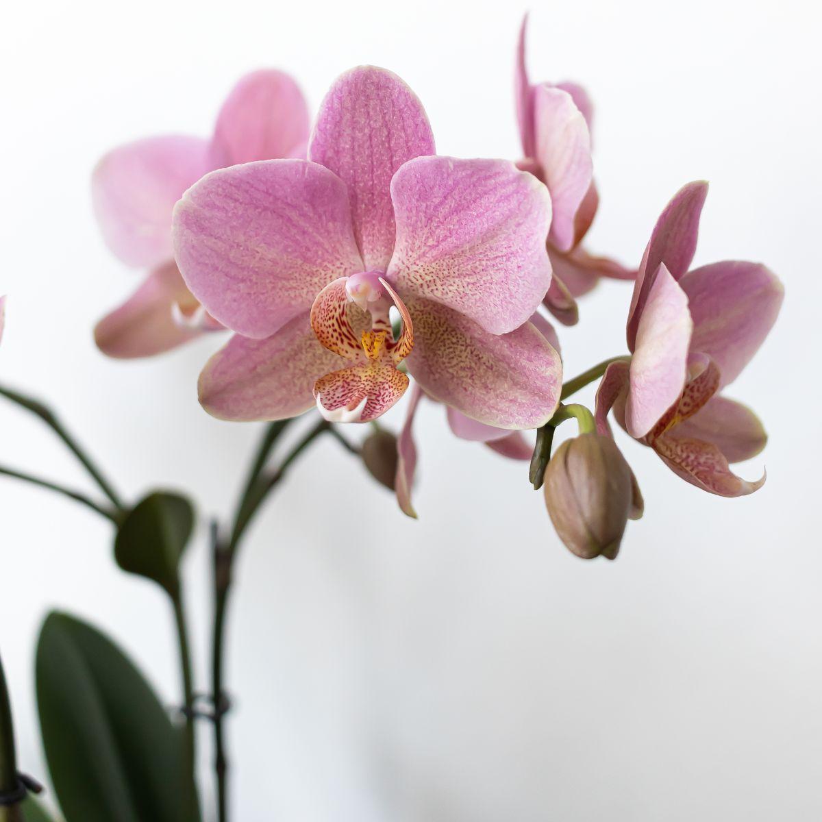 Plantset Uggla dekorativ kruka vit