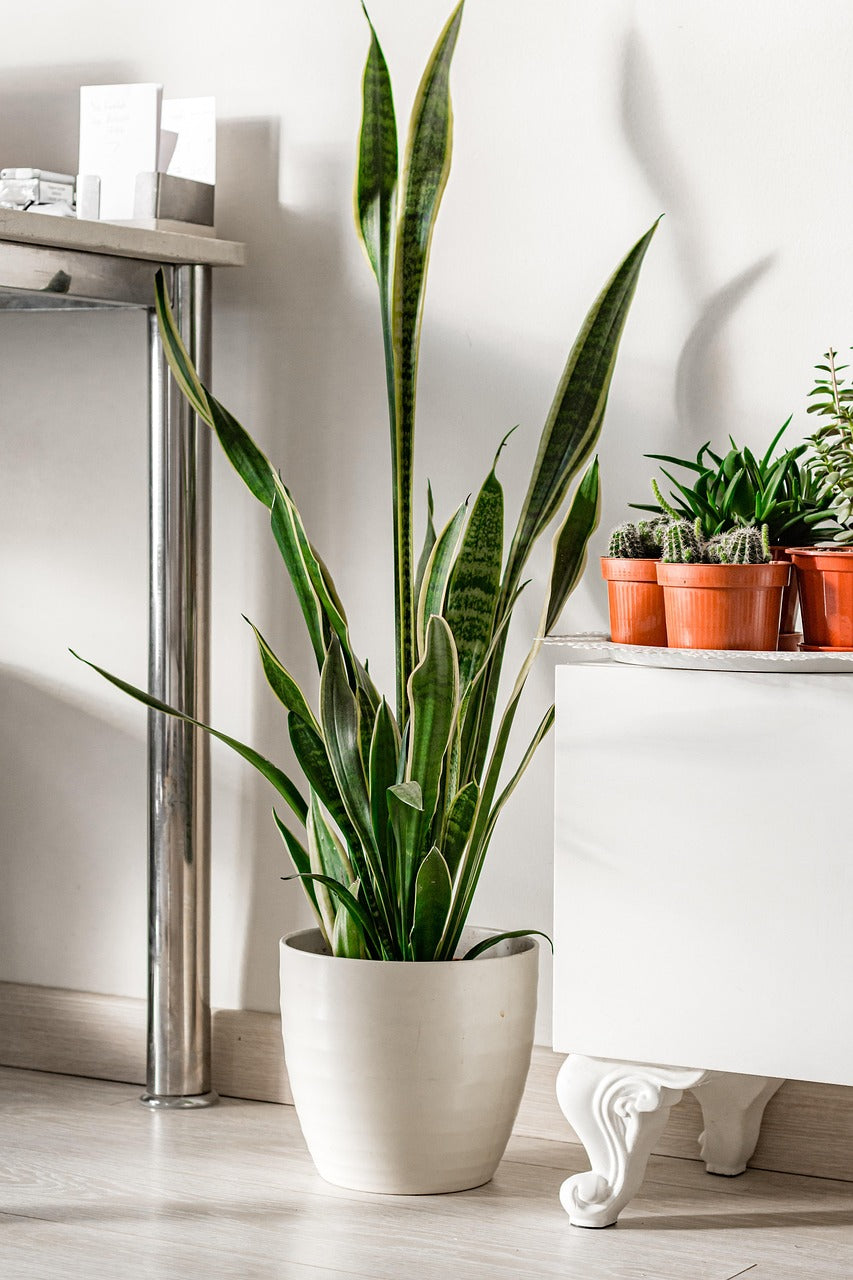 5 nemme stueplanter til begyndere – nem pasning og flotte resultater