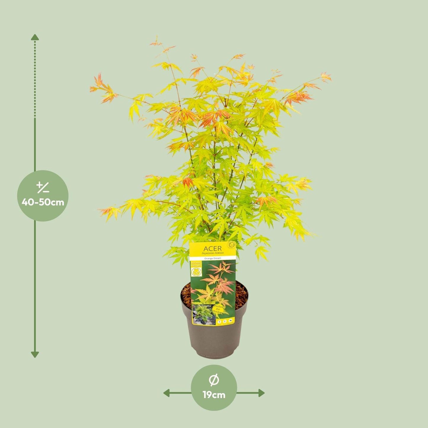 Acer palmatum Orange Dream - Ø19cm - ↕50cm