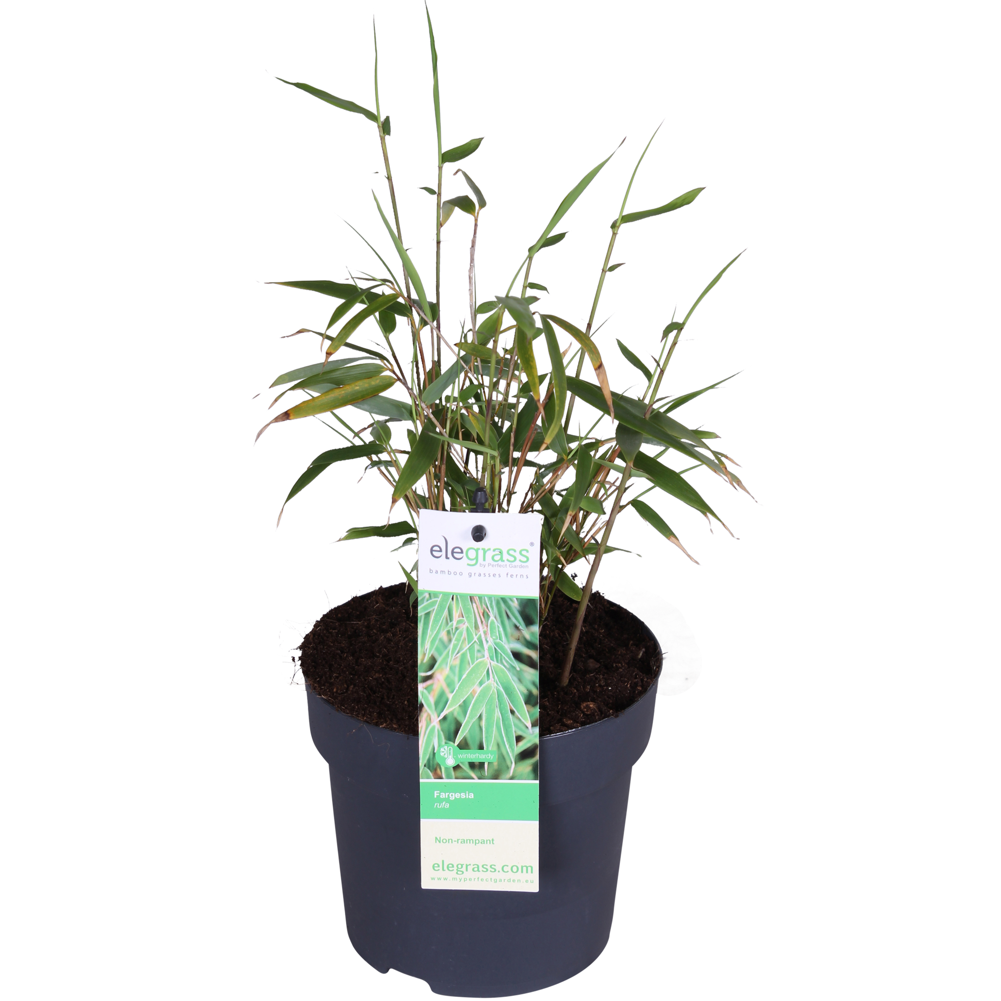 Fargesia rufa - Ikke-invasiv bambus - Ø29cm - ↕80cm - Ø14 - ↨40cm