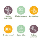 Prunus laurocerasus 'Rotundifolia' – 6 stk. stedsegrønne hækplanter – Dækker 1 meter – Højde 50 cm – Pot Ø17 cm