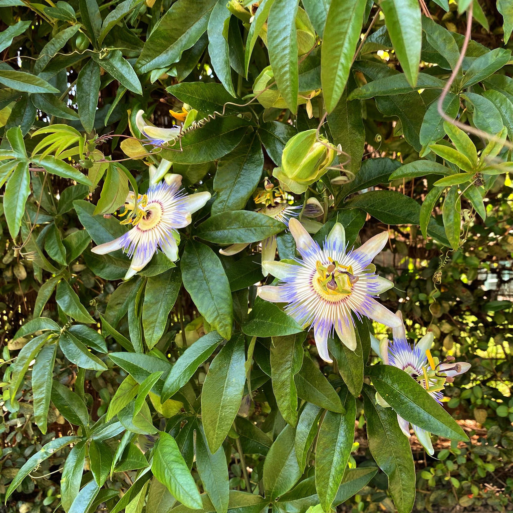 Passionsblomst - Passiflora caerulea - Blomst Blå med Grøn Hvid - Lav vedligeholdelse - 2 planter - Potte 11 cm Højde 40 cm