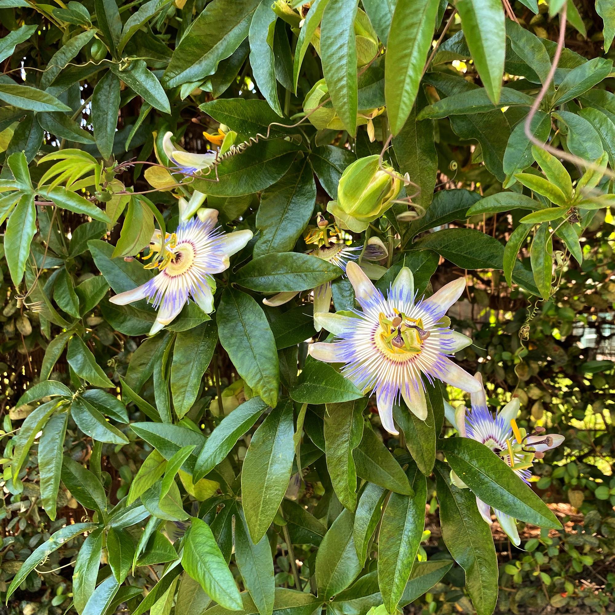 Passionsblomst - Passiflora caerulea - Blomst Blå med Grøn Hvid - Lav vedligeholdelse - 2 planter - Potte 11 cm Højde 40 cm