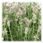 6x Lavandula angustifolia Felice® - 12 cm potte - Sæt med 6 lavendelplanter