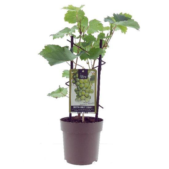 Vitis Muskaat de Alexandrie -Ø15cm - ↕40cm
