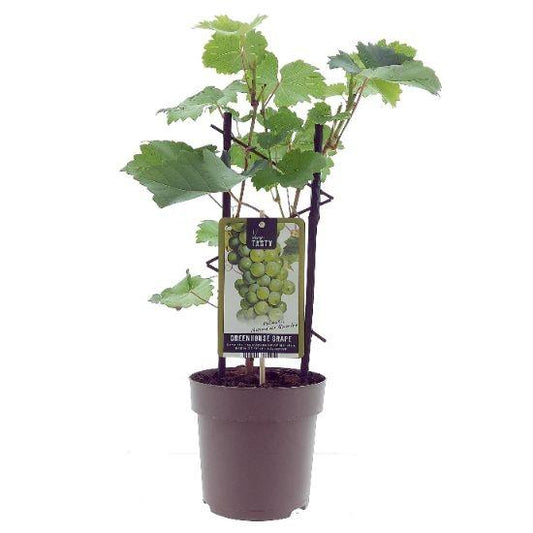 Vitis Muskaat de Alexandrie -Ø15cm - ↕40cm