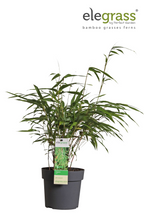Fargesia rufa - Icke-invasiv bambu - Ø29cm - ↕80cm - Ø14 - ↨40cm