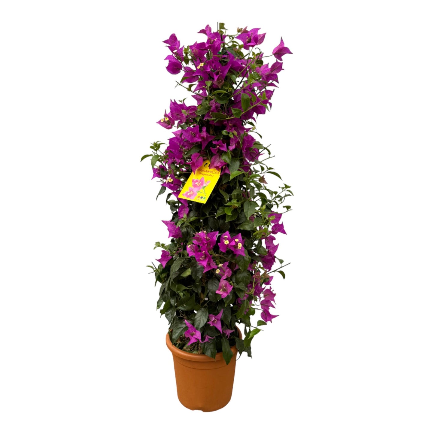 Bougainvillea pyramid - 90 cm - Ø21cm