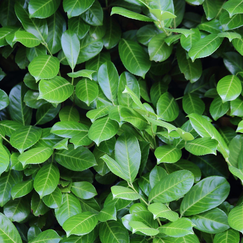 Prunus laurocerasus 'Novita' – 6 stk. stedsegrønne hækplanter – Dækker 1 meter – Højde 50 cm – Pot Ø17 cm