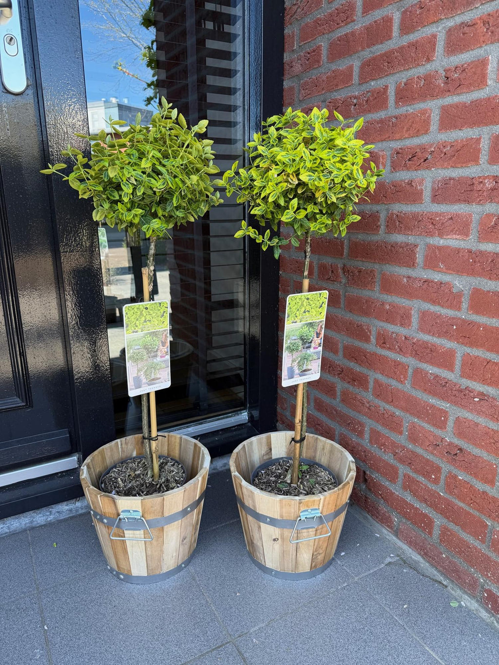 Euonymus fortunei 'Emerald n Gold' – Stammeplante – Bladbevaret Terrasseplante – Pot 19 cm – Højde 90 cm