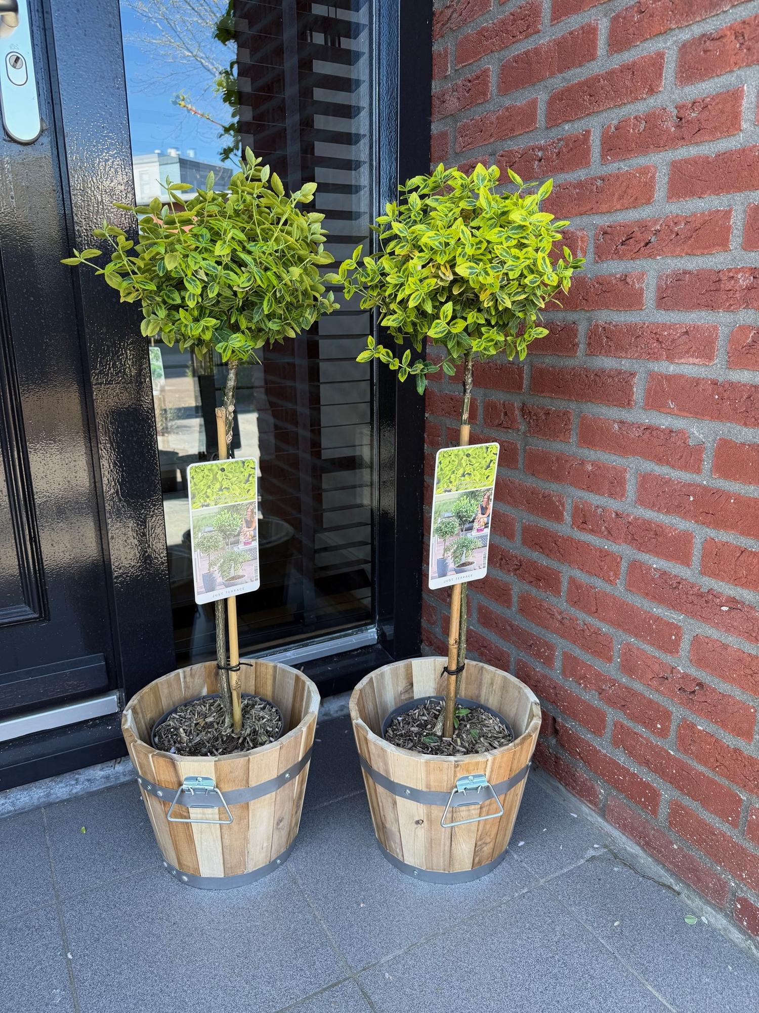 Euonymus fortunei 'Emerald n Gold' – Stammeplante – Bladbevaret Terrasseplante – Pot 19 cm – Højde 90 cm