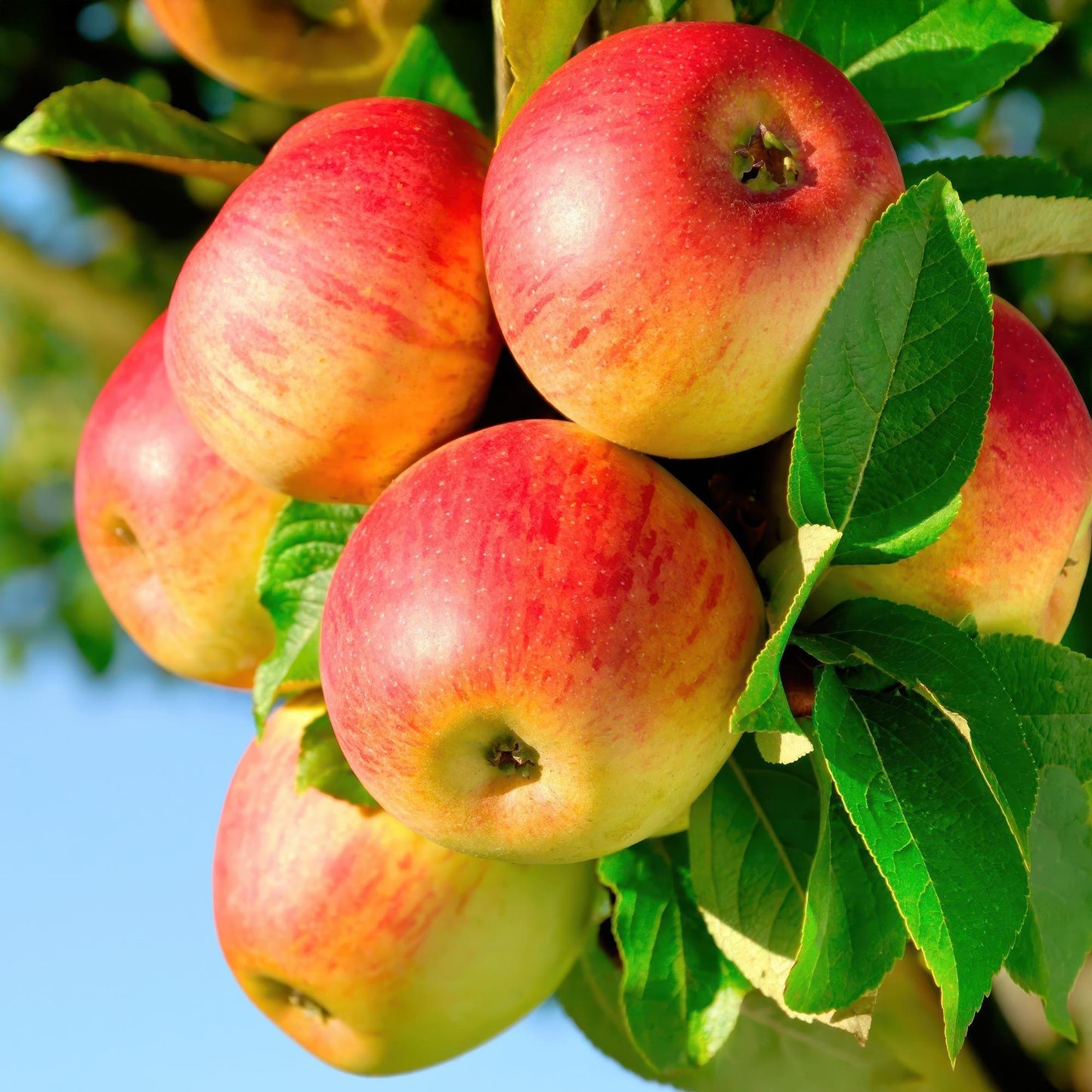 Fruit plant – Apple tree – Malus domestica 'Jonagold' – Yellow-green Apple – Pot 21 cm – Height 90 cm