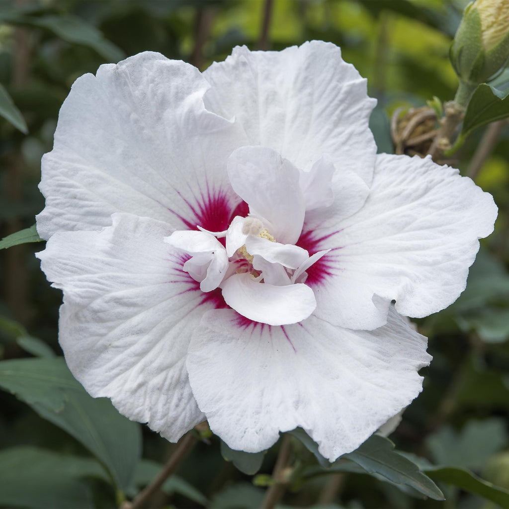 Tuinplante - Hibiscus Syriacus Starburst Chiffon® - Plante På Stamme - Terrasseplante - Løvfældende - Let Vedligehold - Potte 19cm - Højde 90cm