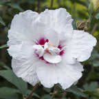 Tuinplante - Hibiscus Syriacus Starburst Chiffon® - Plante På Stamme - Terrasseplante - Løvfældende - Let Vedligehold - Potte 19cm - Højde 90cm